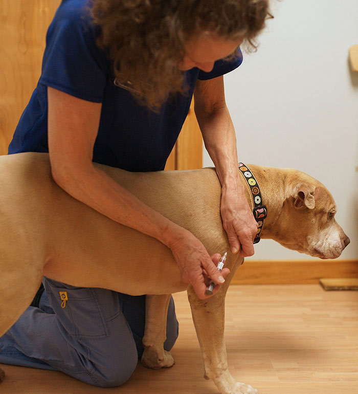 Veterinarian checking ears of labrador dog