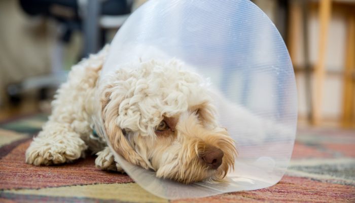 pet wearing sugical cone