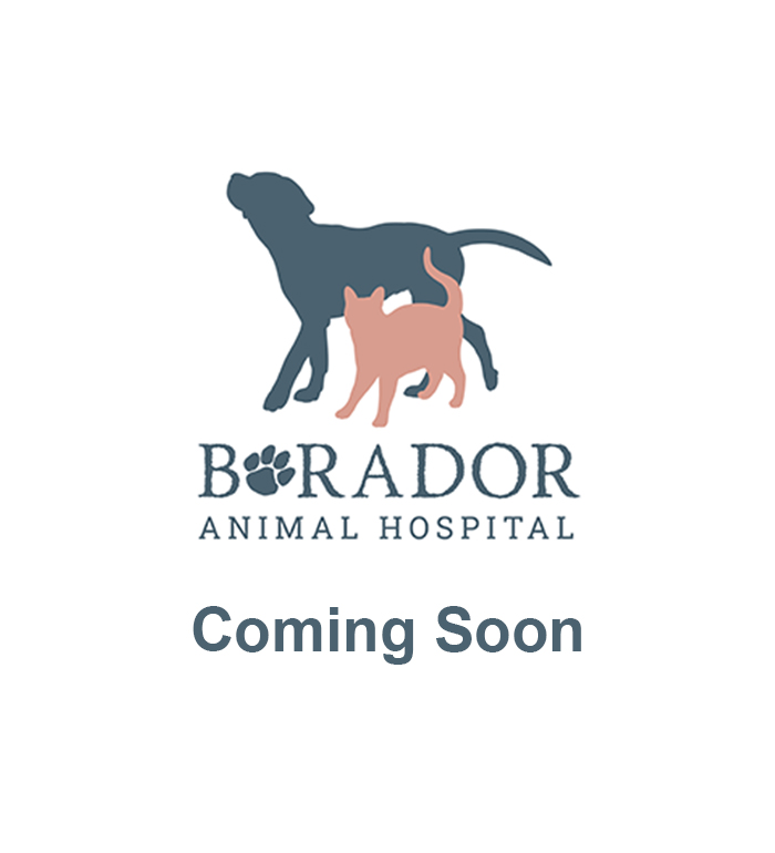 Coming Soon Placeholder